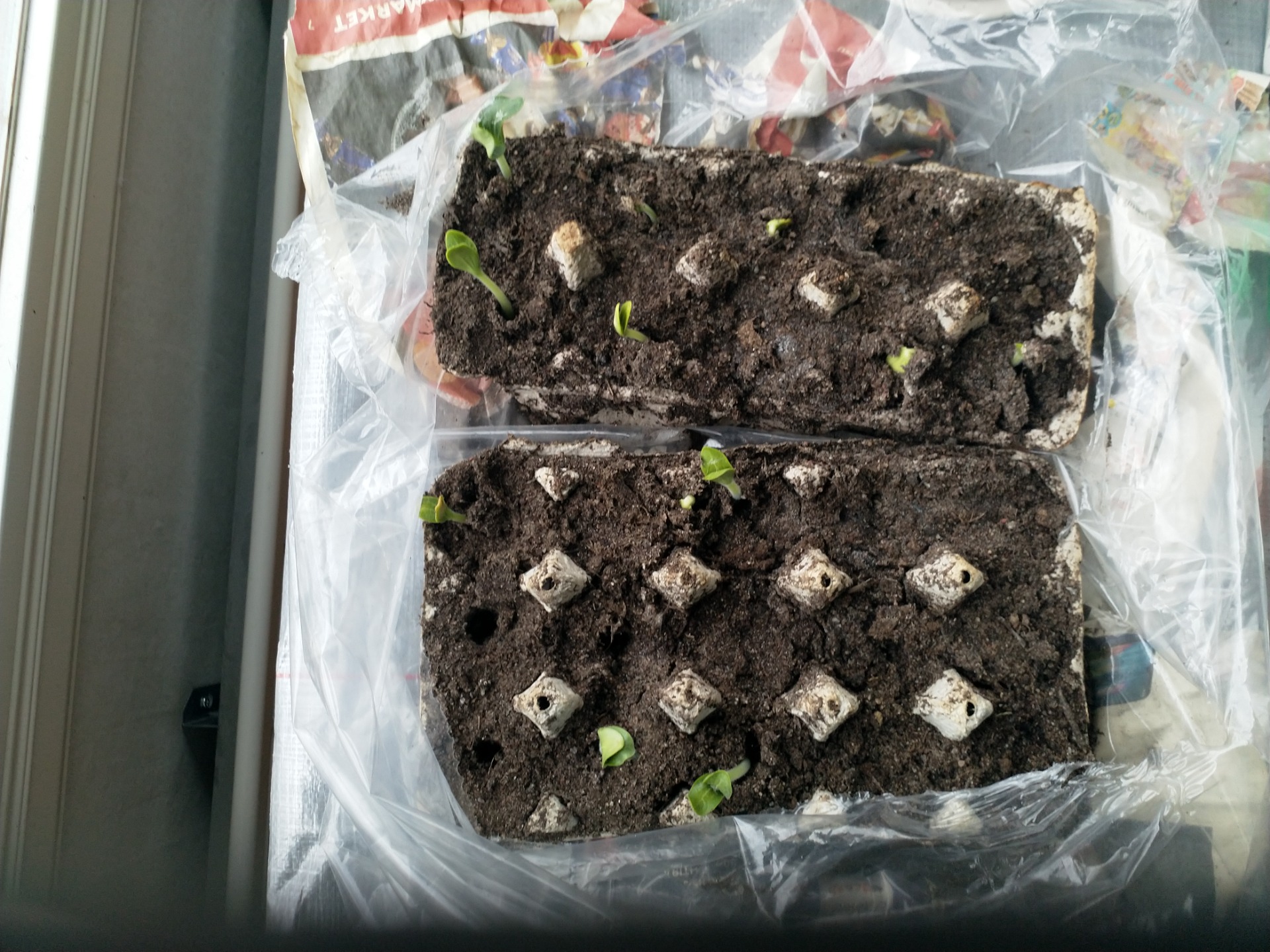 Kesäkurpitsat. Nämä ovat puolison aikaansaannos.