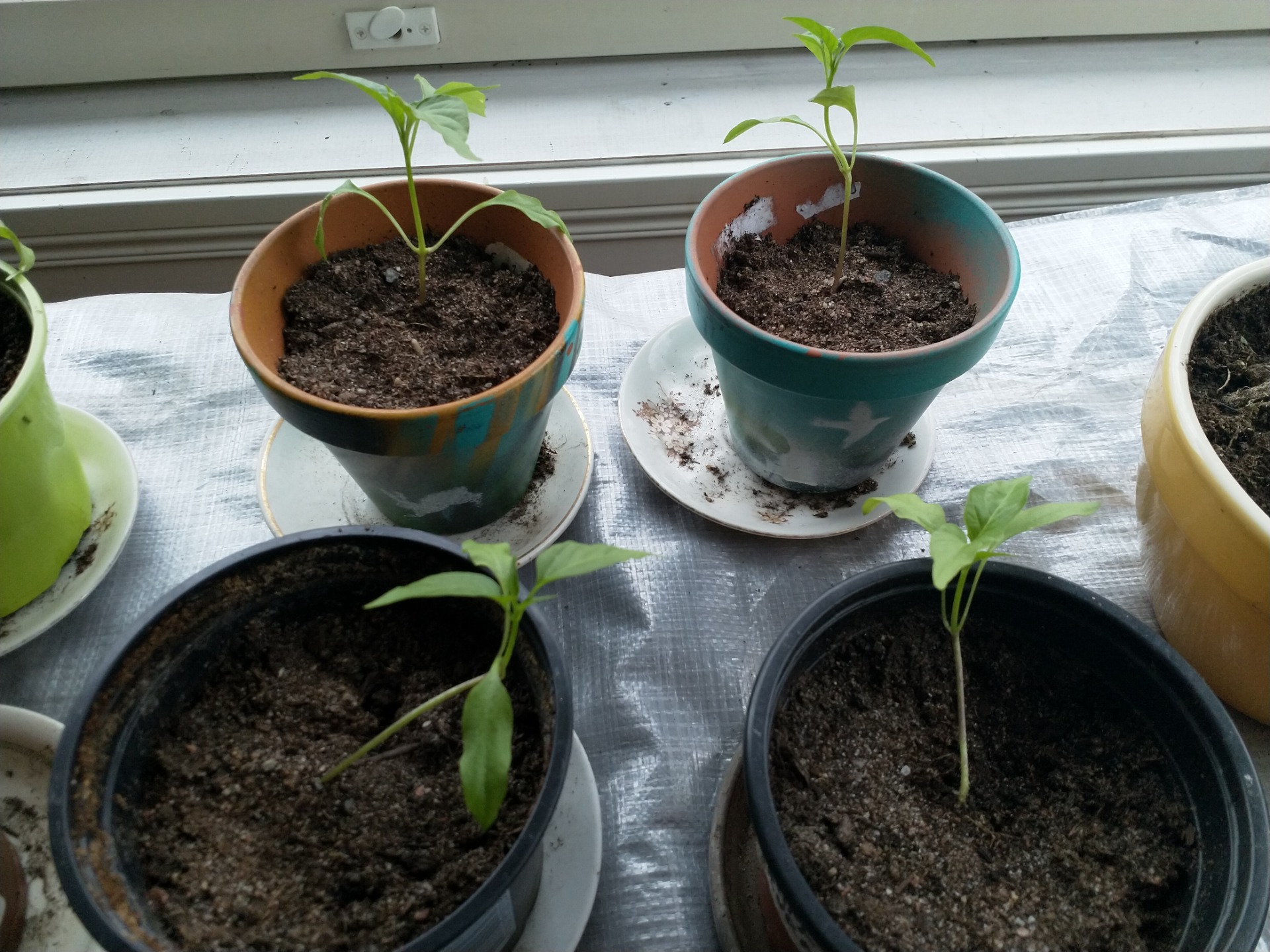 Äidiltä saadut chilit on siirretty omiin purkkeihin.